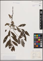 Foto von Salix cinerea L.
